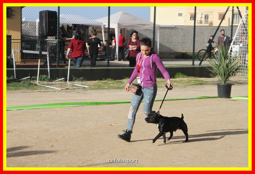 180311 mostra_canina 192.jpg